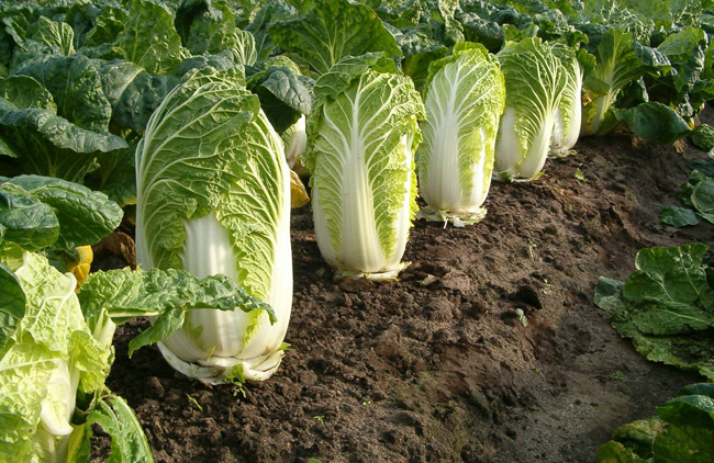 Celery Cabbage | Tem-Cole | Top Class | TC Marketing