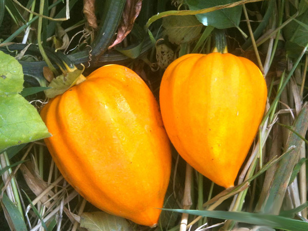 Golden Acorn Squash | Tem-Cole | Top Class | TC Marketing