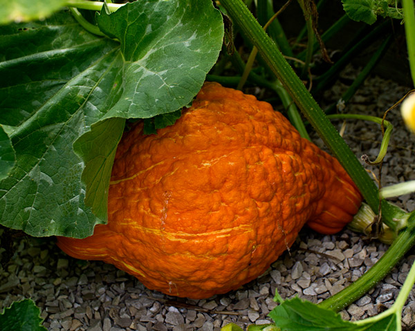 Golden Hubbard Squash | Tem-Cole | Top Class | TC Marketing