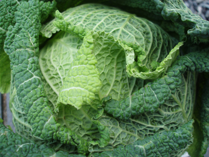 Green Cabbage | Tem-Cole | Top Class | TC Marketing