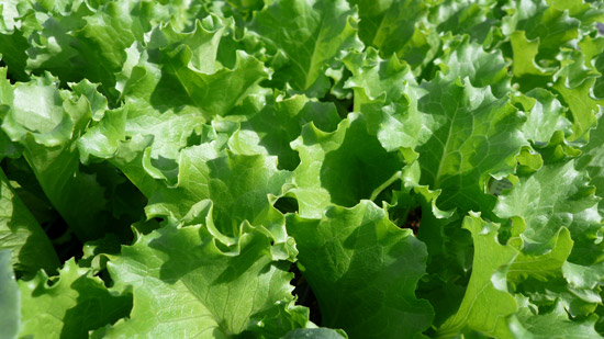 Green Leaf Lettuce | Tem-Cole | Top Class | TC Marketing