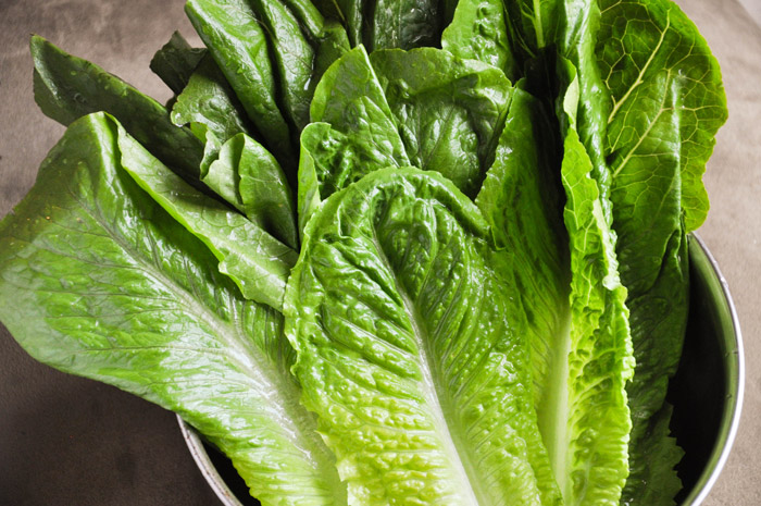 Romaine Lettuce | Tem-Cole | Top Class | TC Marketing